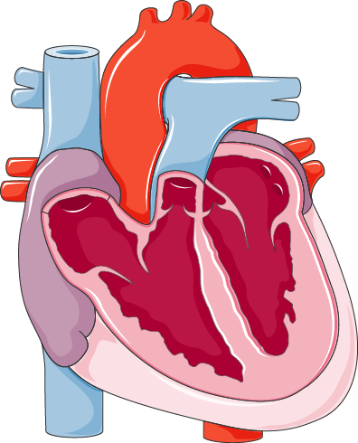 Cutaway heart illustration with chambers, valves and great vessels. The patient's right is on the viewer's left.